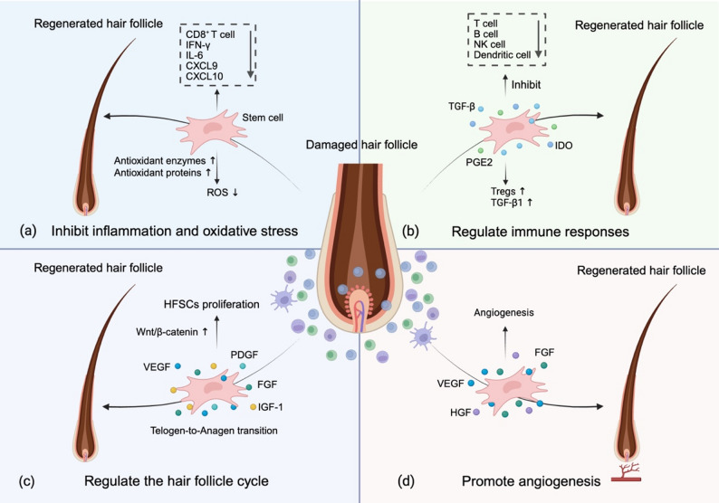 Diagrama de los mecanismos de las terapias con células madre en la alopecia areata